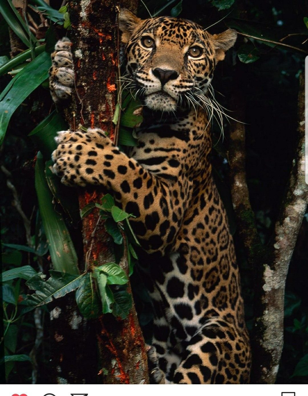 Тигренок в машине