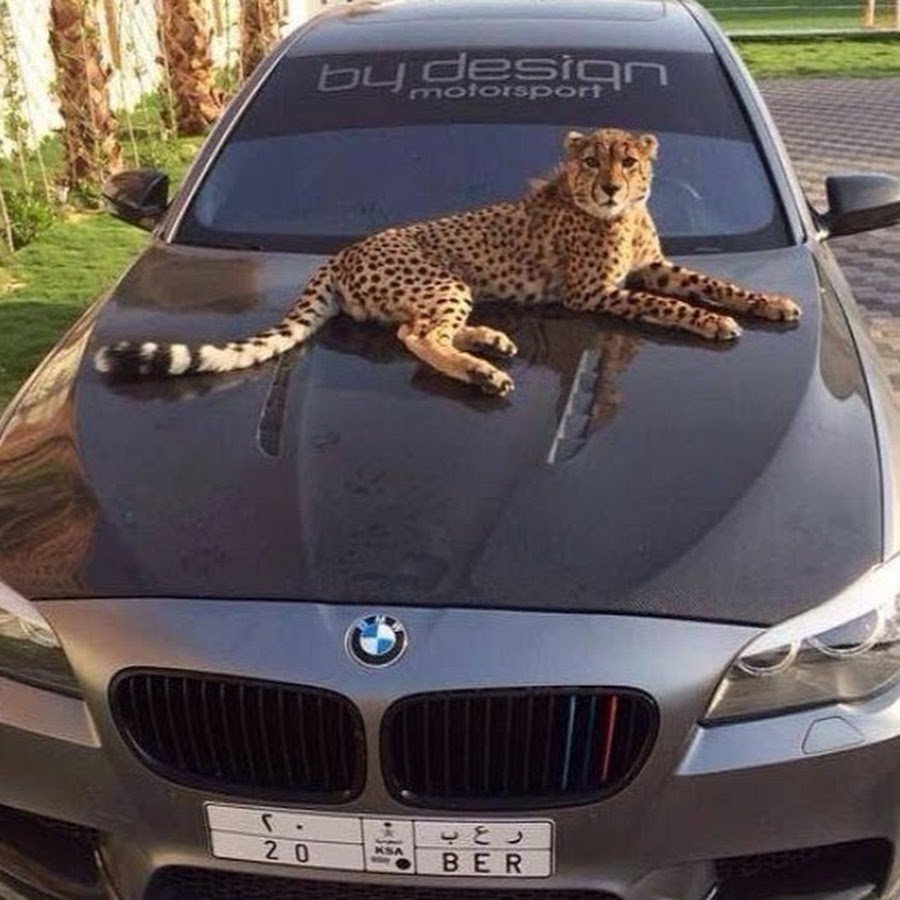 Panthera onca onca амазонский Ягуар