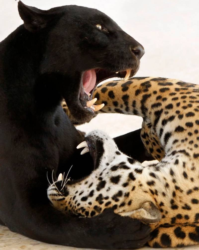 Ягуар и пантера