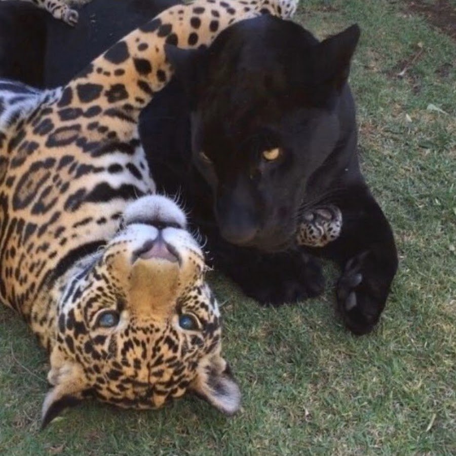 Тачки с телками