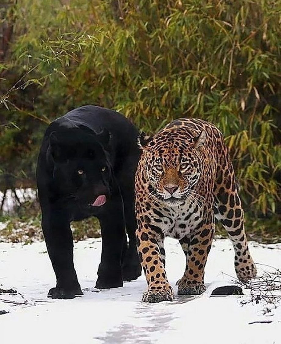 Гепард леопард Ягуар Пума