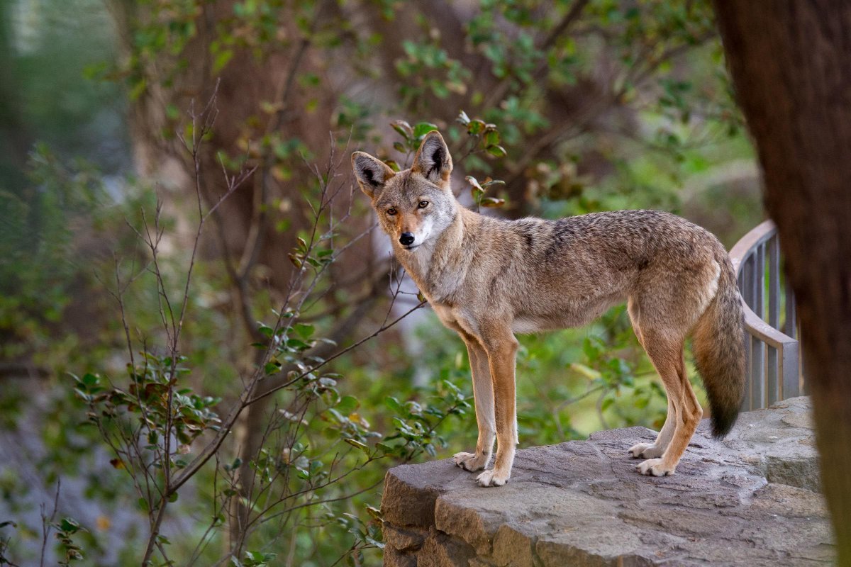 Койоты Мексика