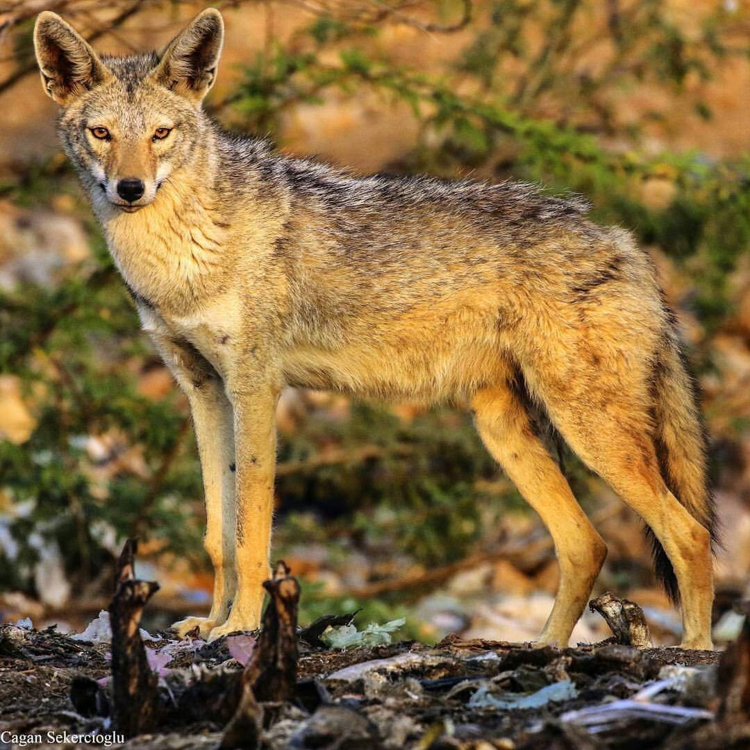 Шакал камышовый