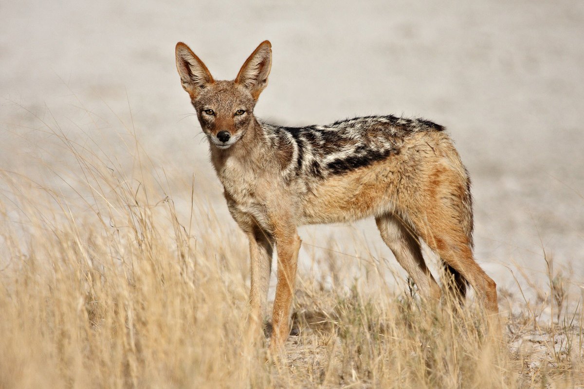 Чепрачный Шакал