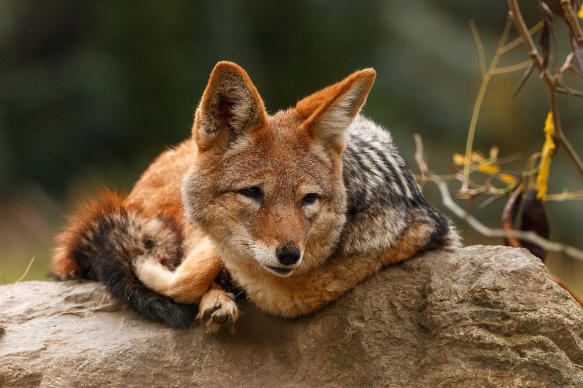 Шакал животное