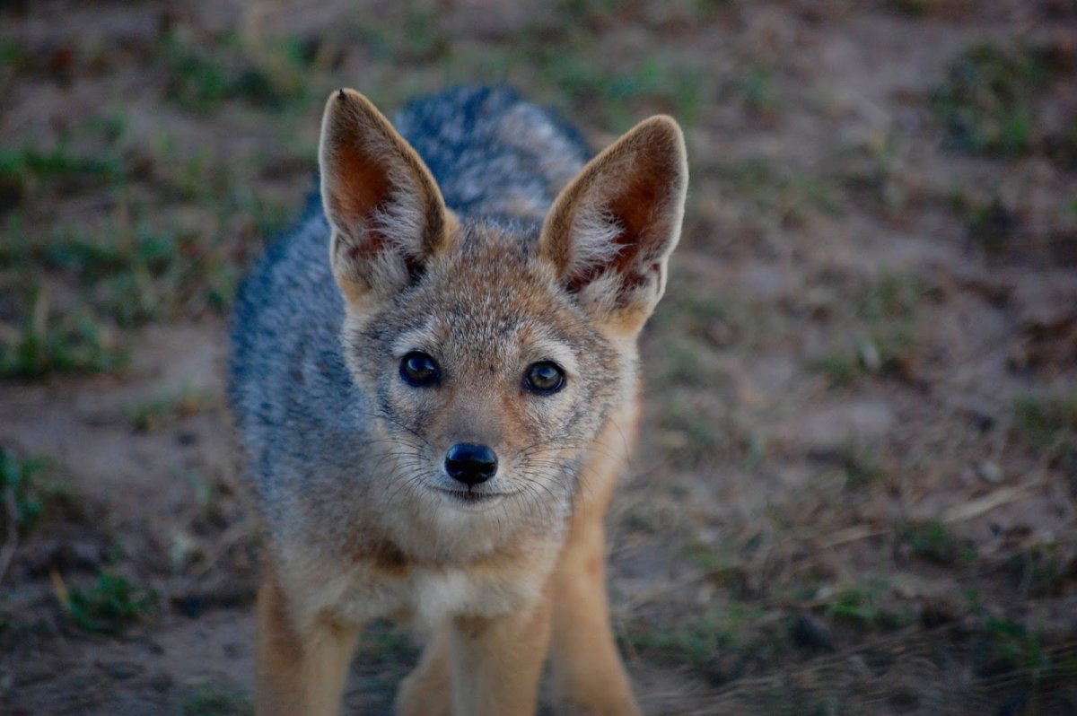 Золотистый Шакал