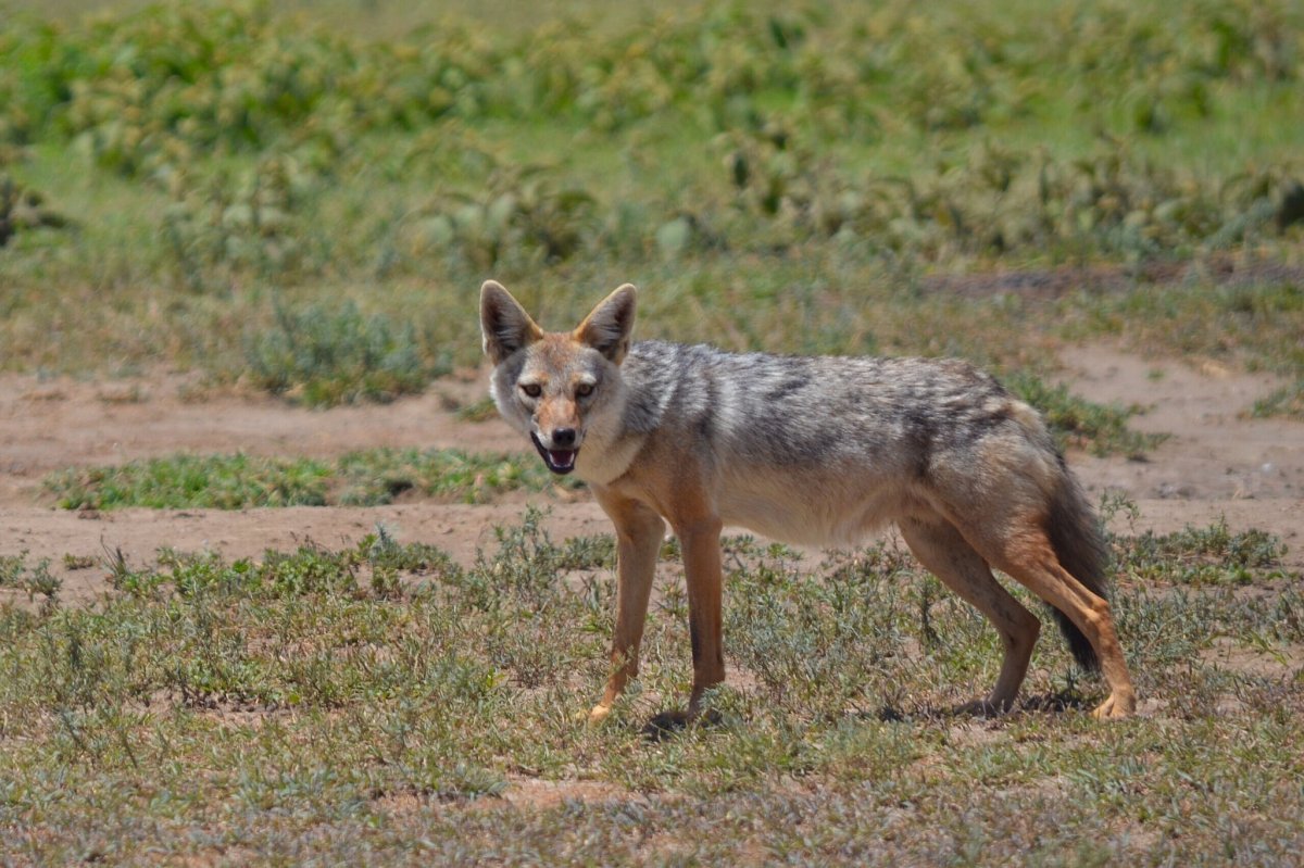 Чепрачный Шакал ареал