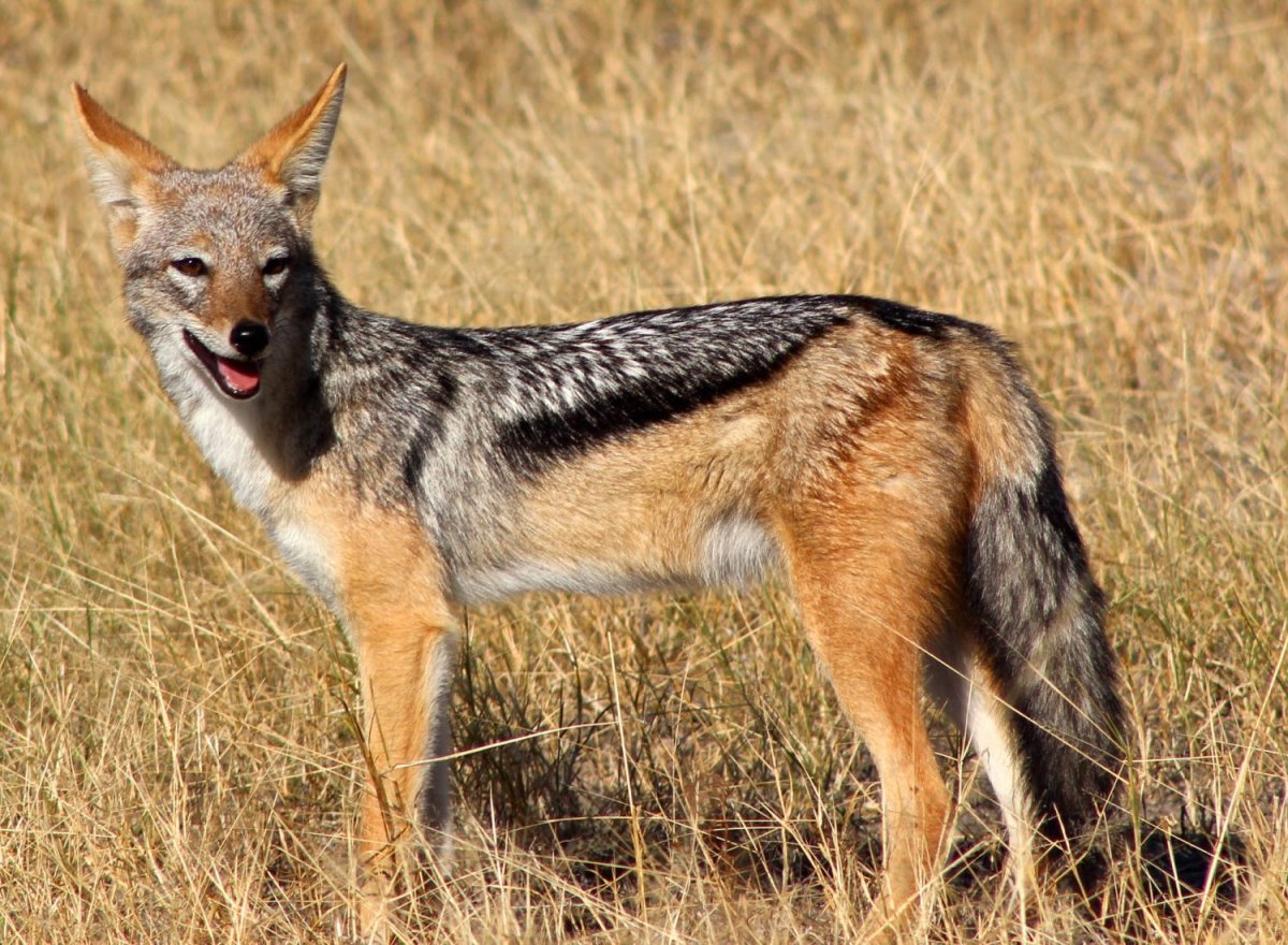 Полосатый и чепрачный Шакал