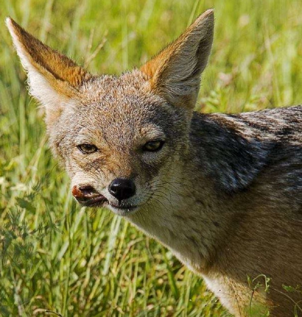 Обыкновенный Шакал