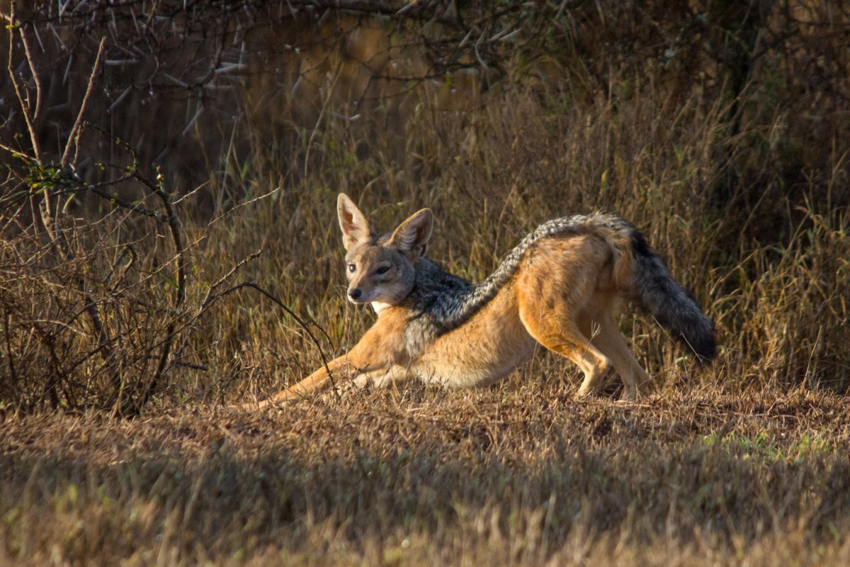 Чепрачный Шакал