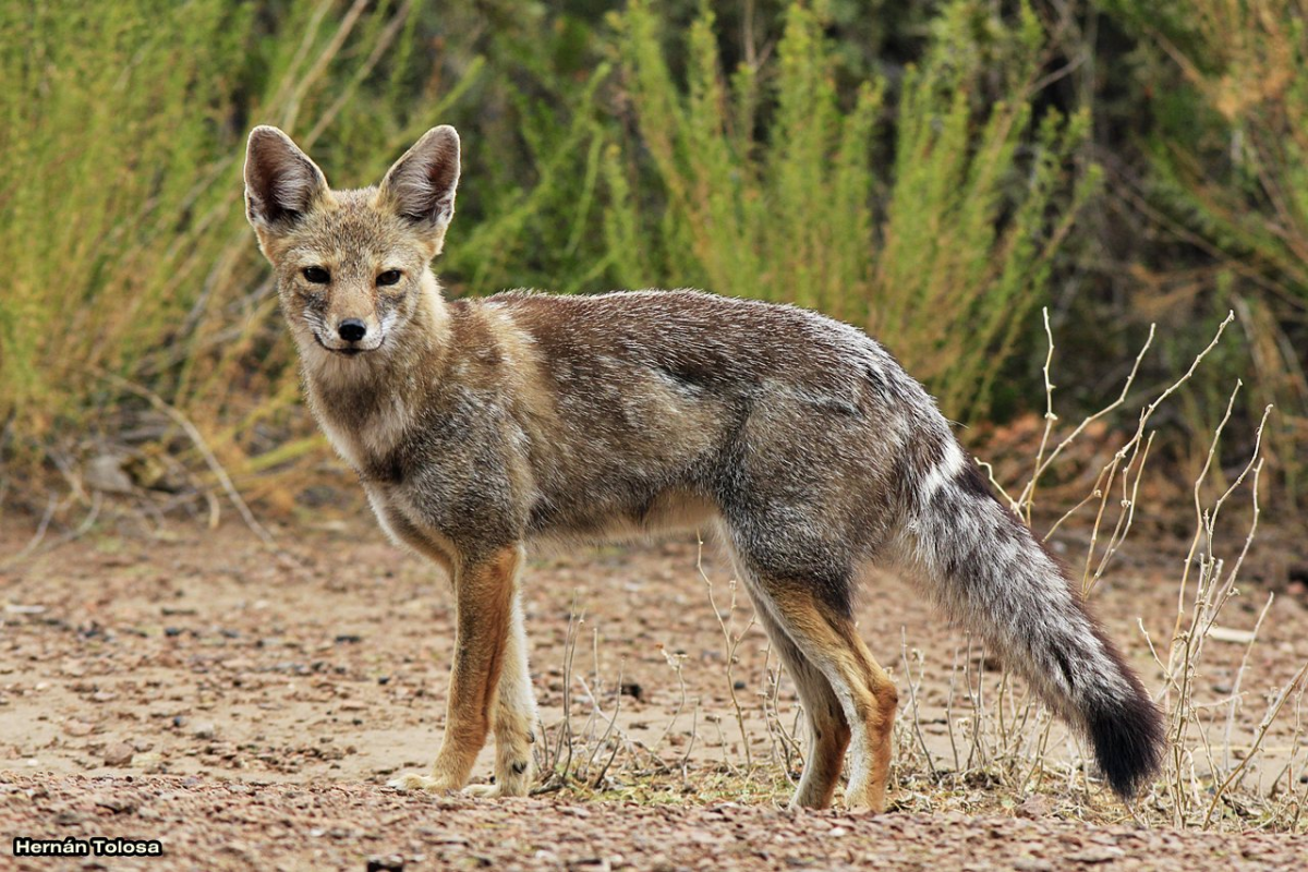 Pseudalopex gymnocercus