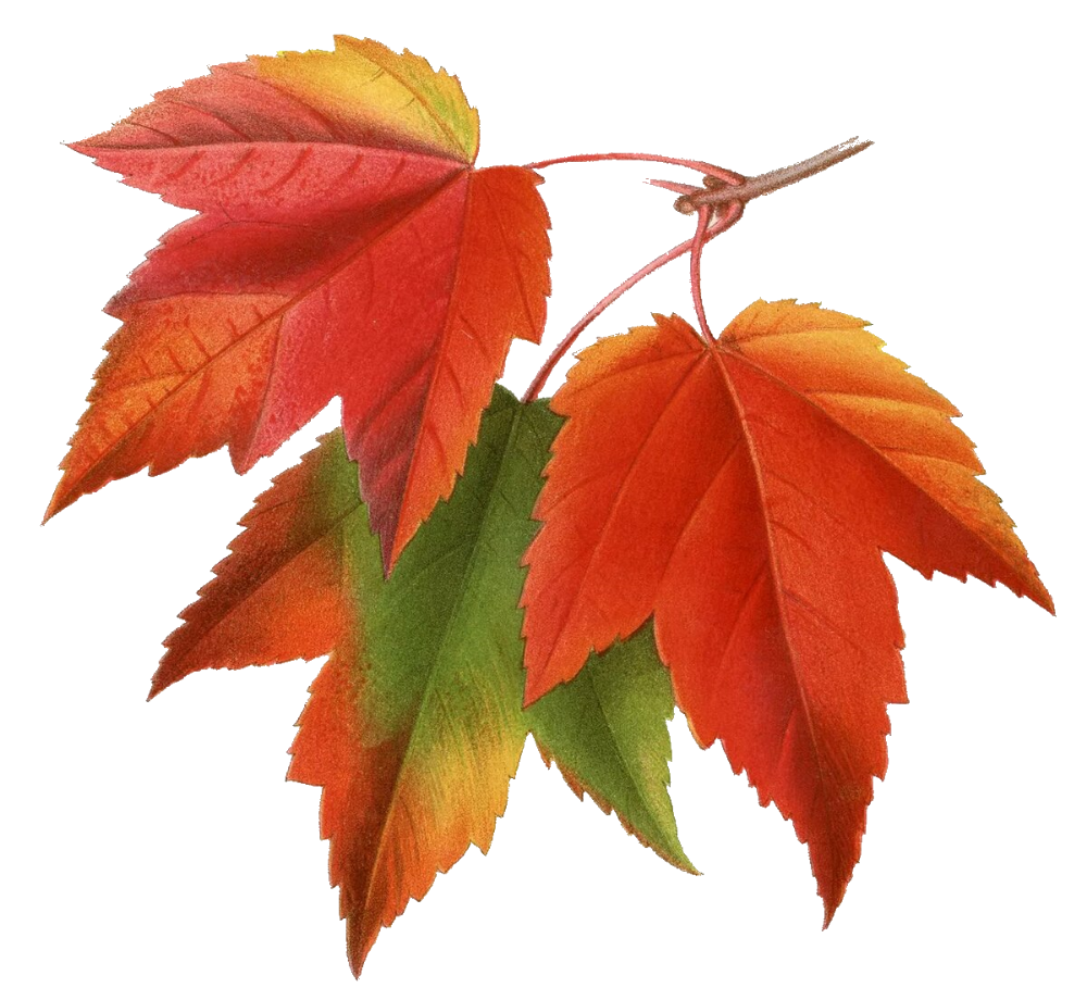 Осенние листочки