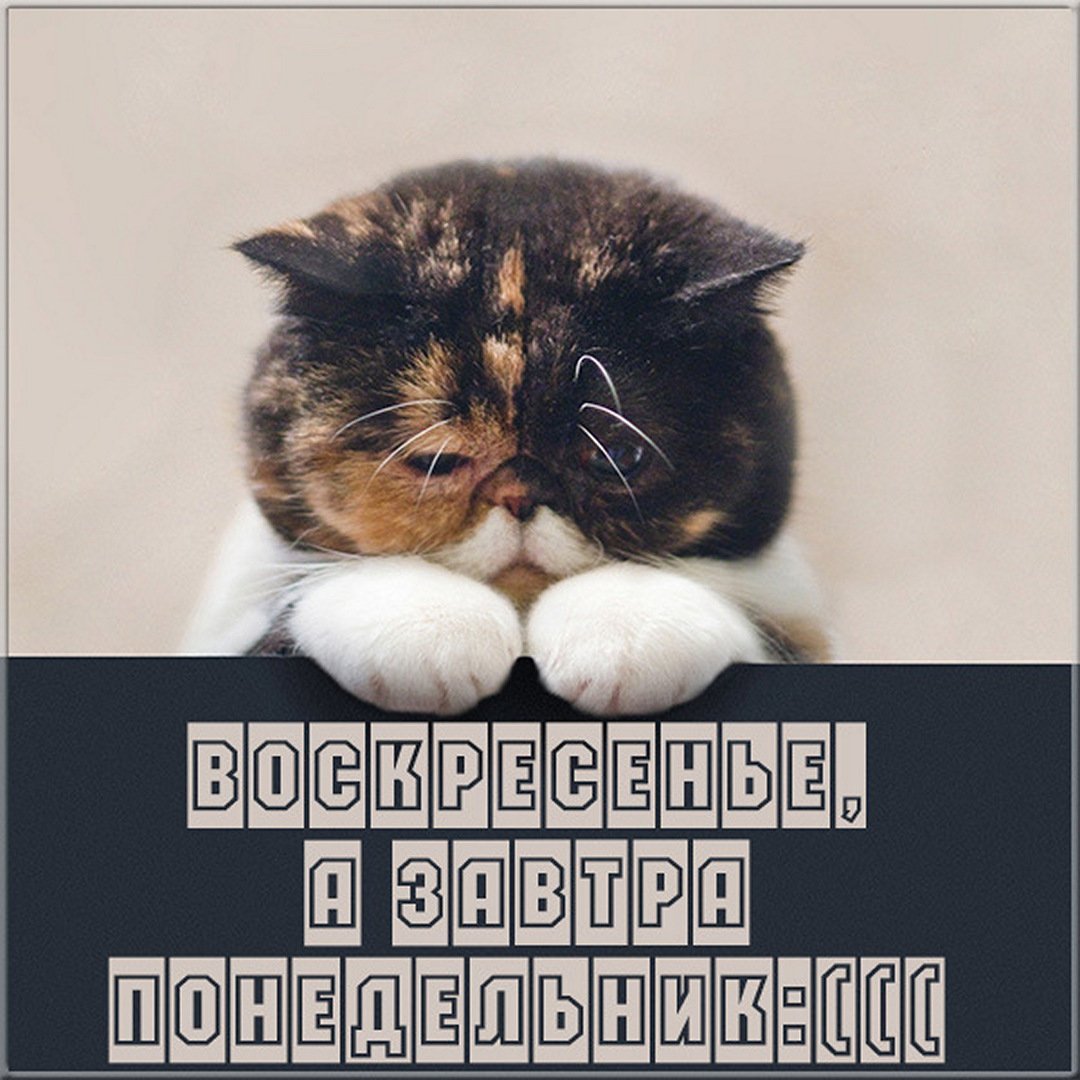 Воскресенье доброе утро приколы