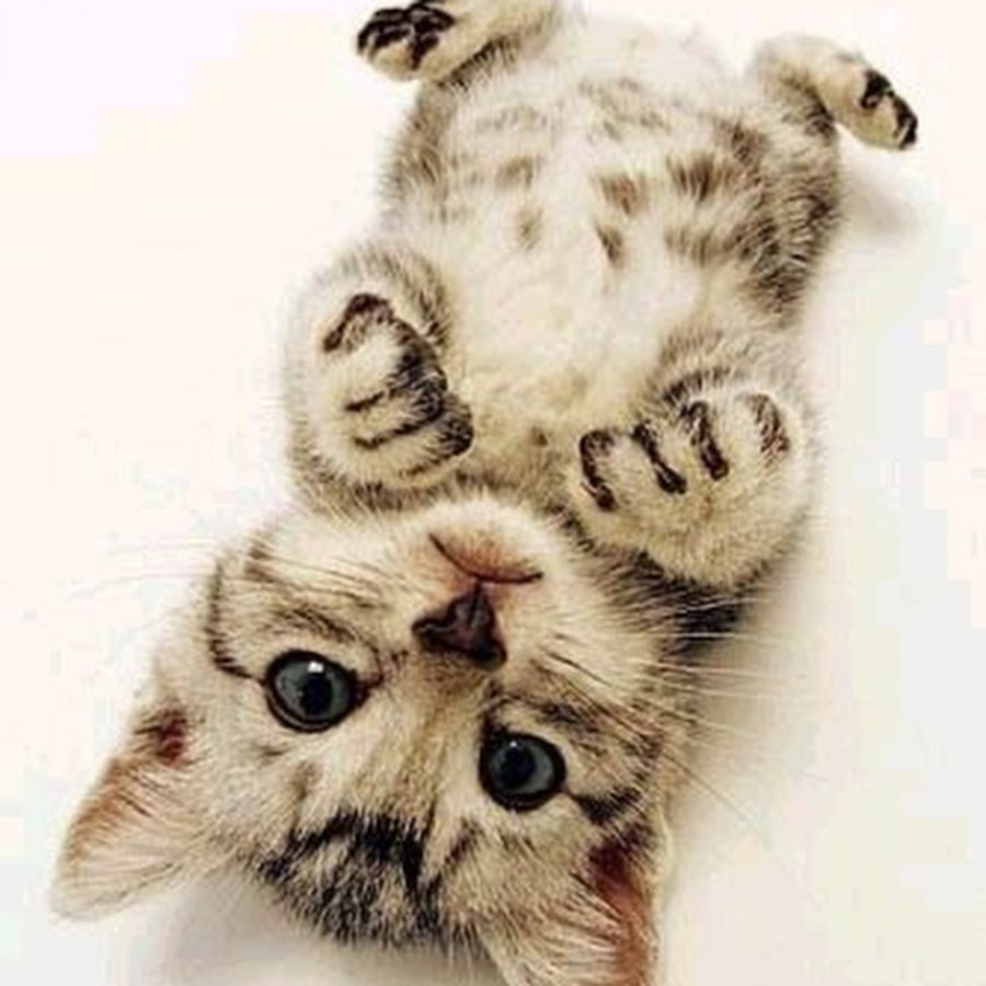 Милые животные мордочки