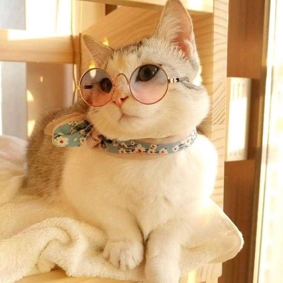 Милые кошки в очках