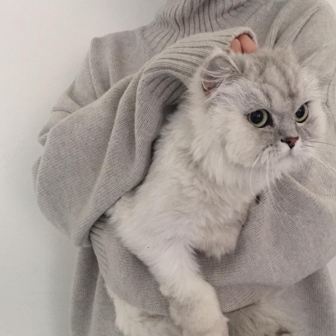 Милый котик в костюме акулы