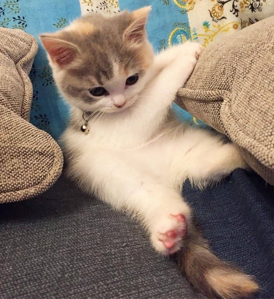 Милый котик в шапочке