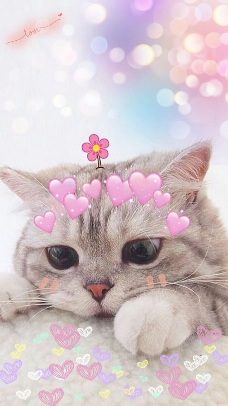 Милый котик