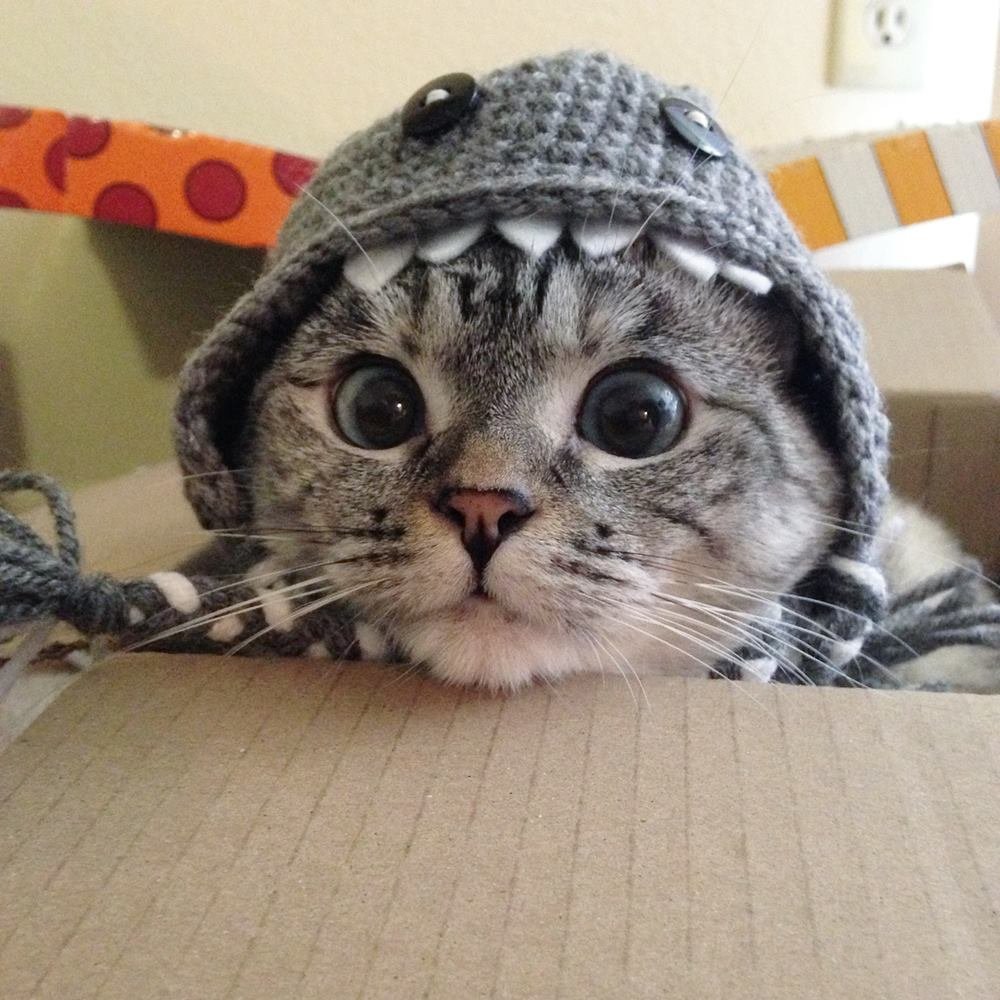 Кот в шапке