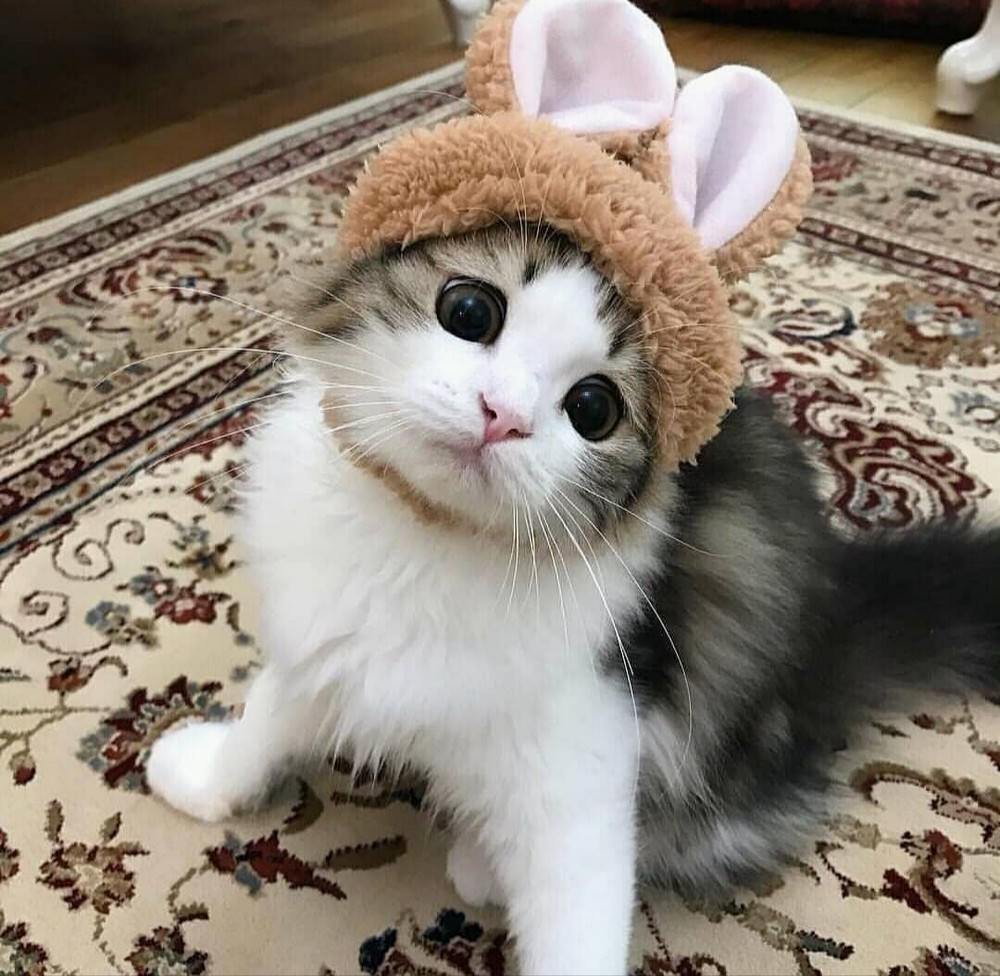 Котенок пикча