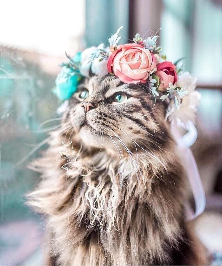 Кошка в венке