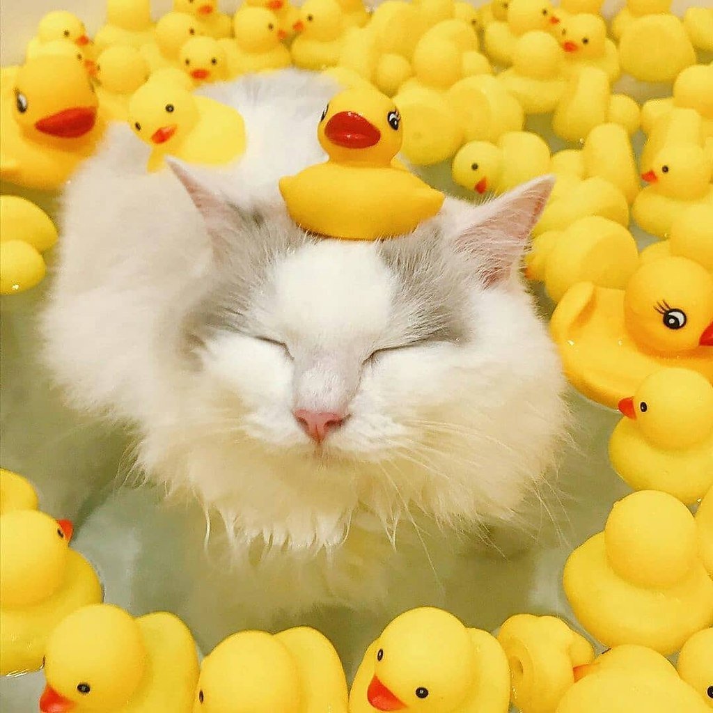Кошка с уточками