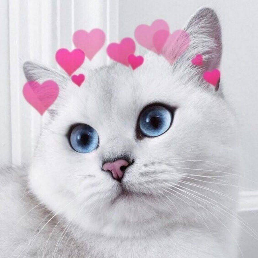 Милые котики рисунки