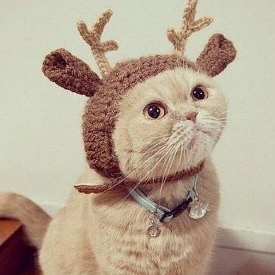 Шапочка котика