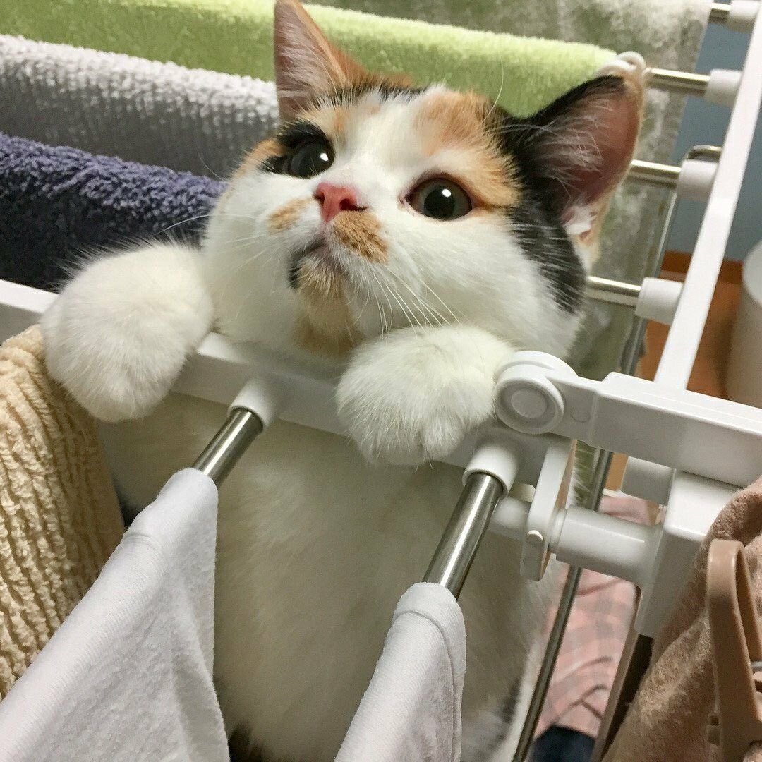 Котята Эстетика