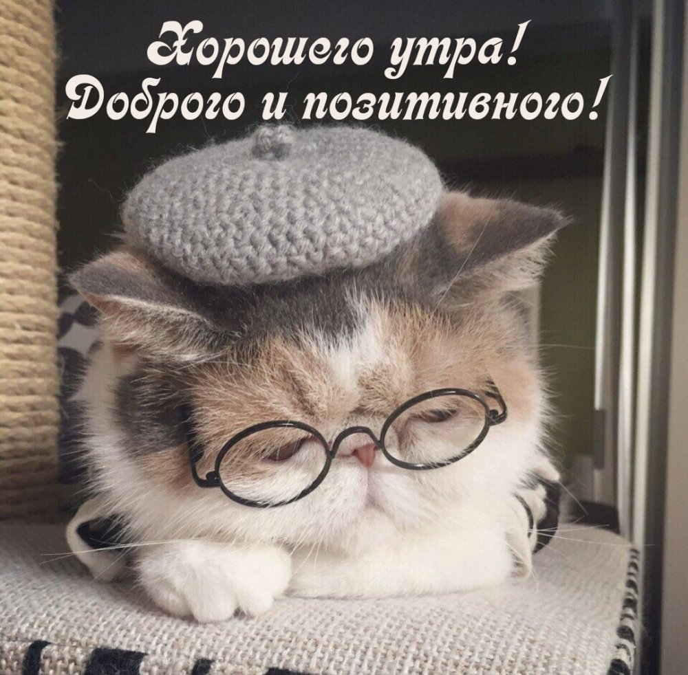 Милые котики