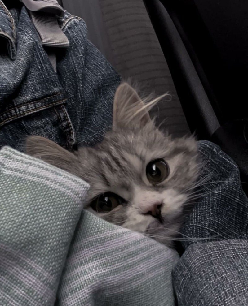 Няшный котик в шапочке