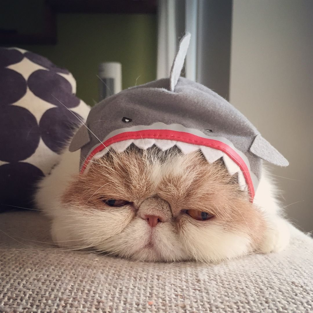 Котята картинки прикольные