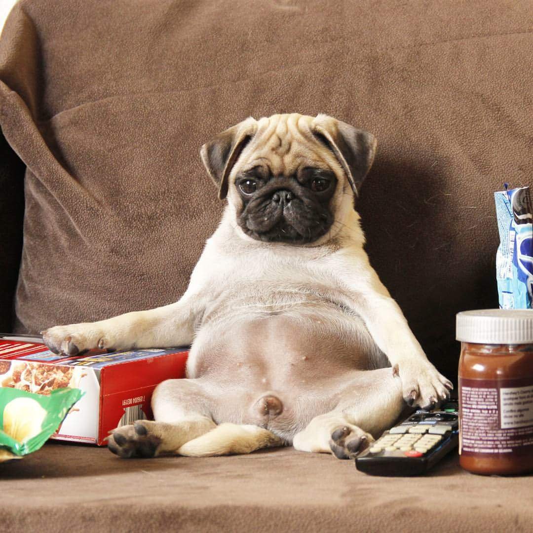 Добрый Мопс