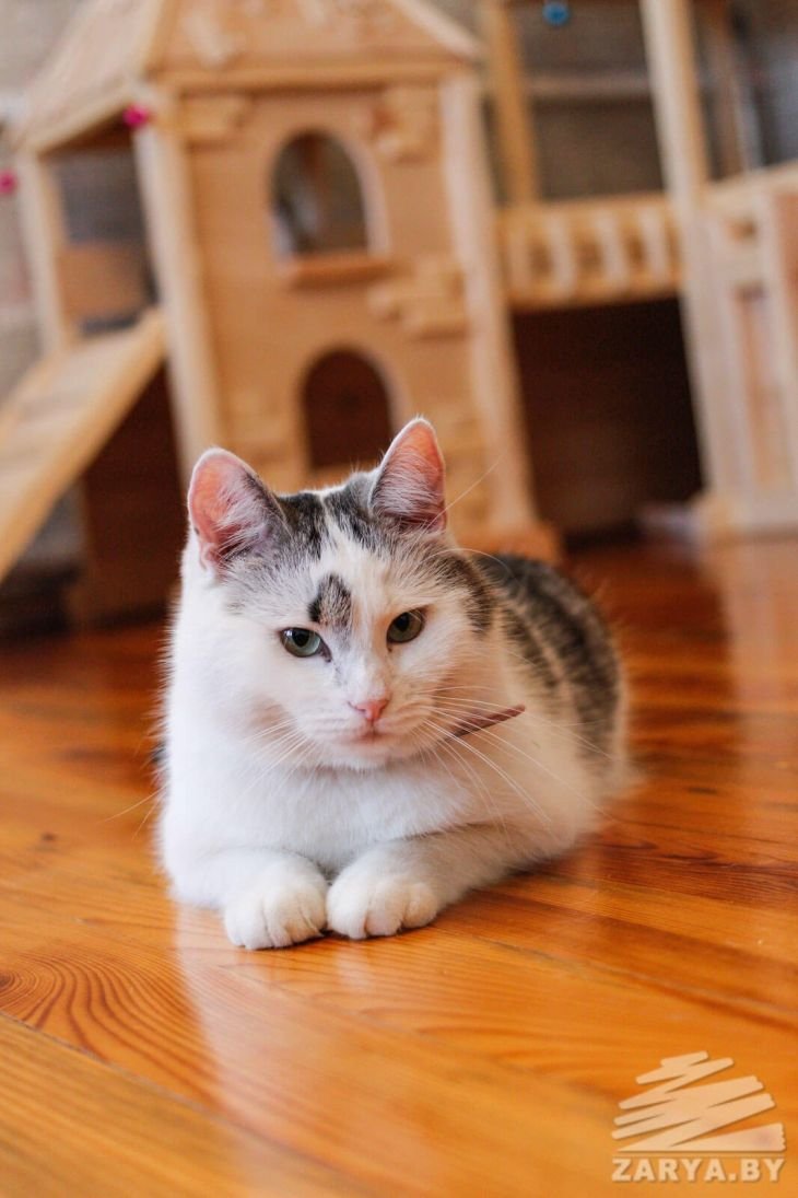 Кошка Рыжуля с канала а ну-ка давай-ка