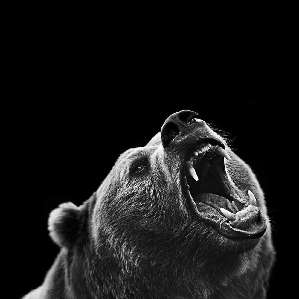 Злой медведь