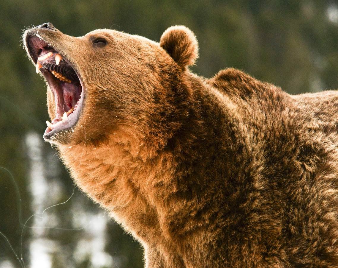 Медведь Гризли нападение