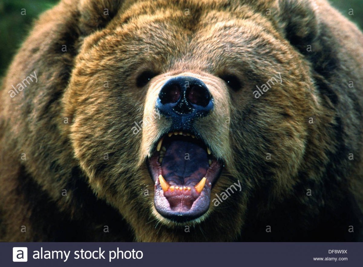 Картинка рычащий медведь