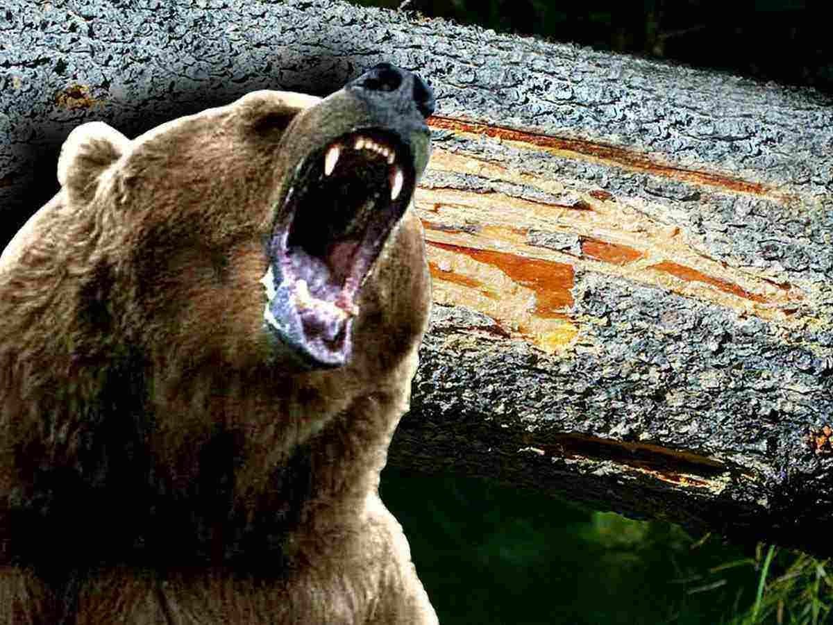 Медведь агрессивный арт