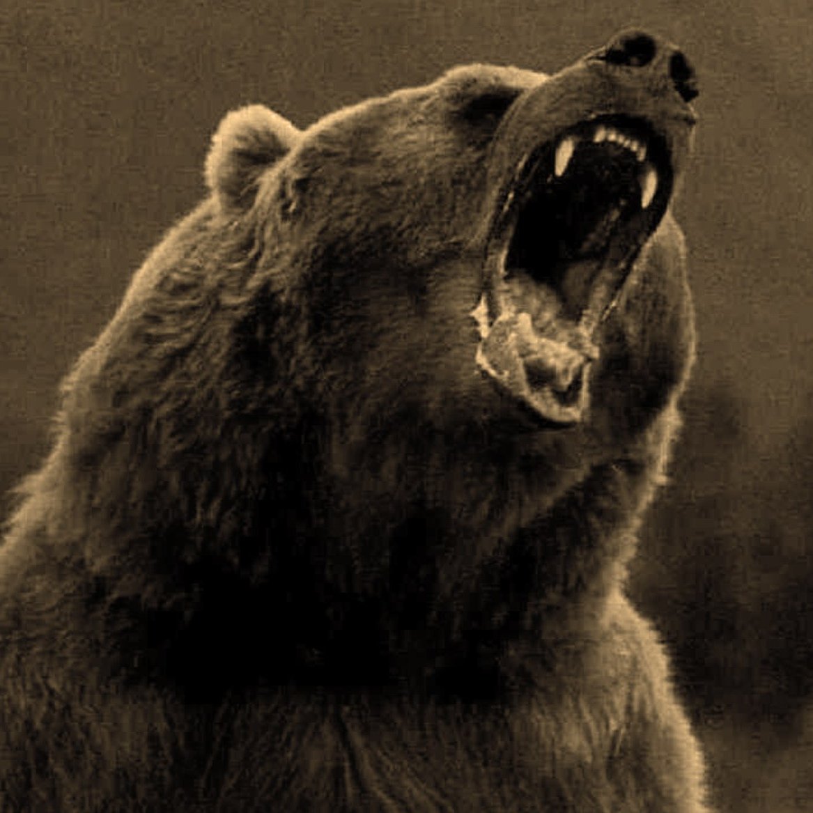 Разъярил медведя. Грозный медведь Гризли. Медведь Гризли злой. Медведь Гризли оскал. Свирепый медведь Гризли.