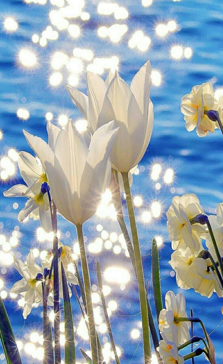 Цветы в лучах солнца