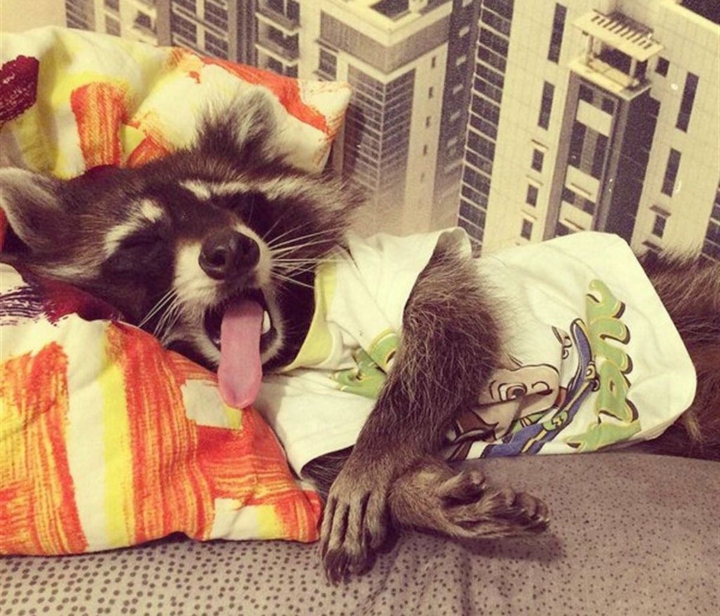 Кот отдыхает на море