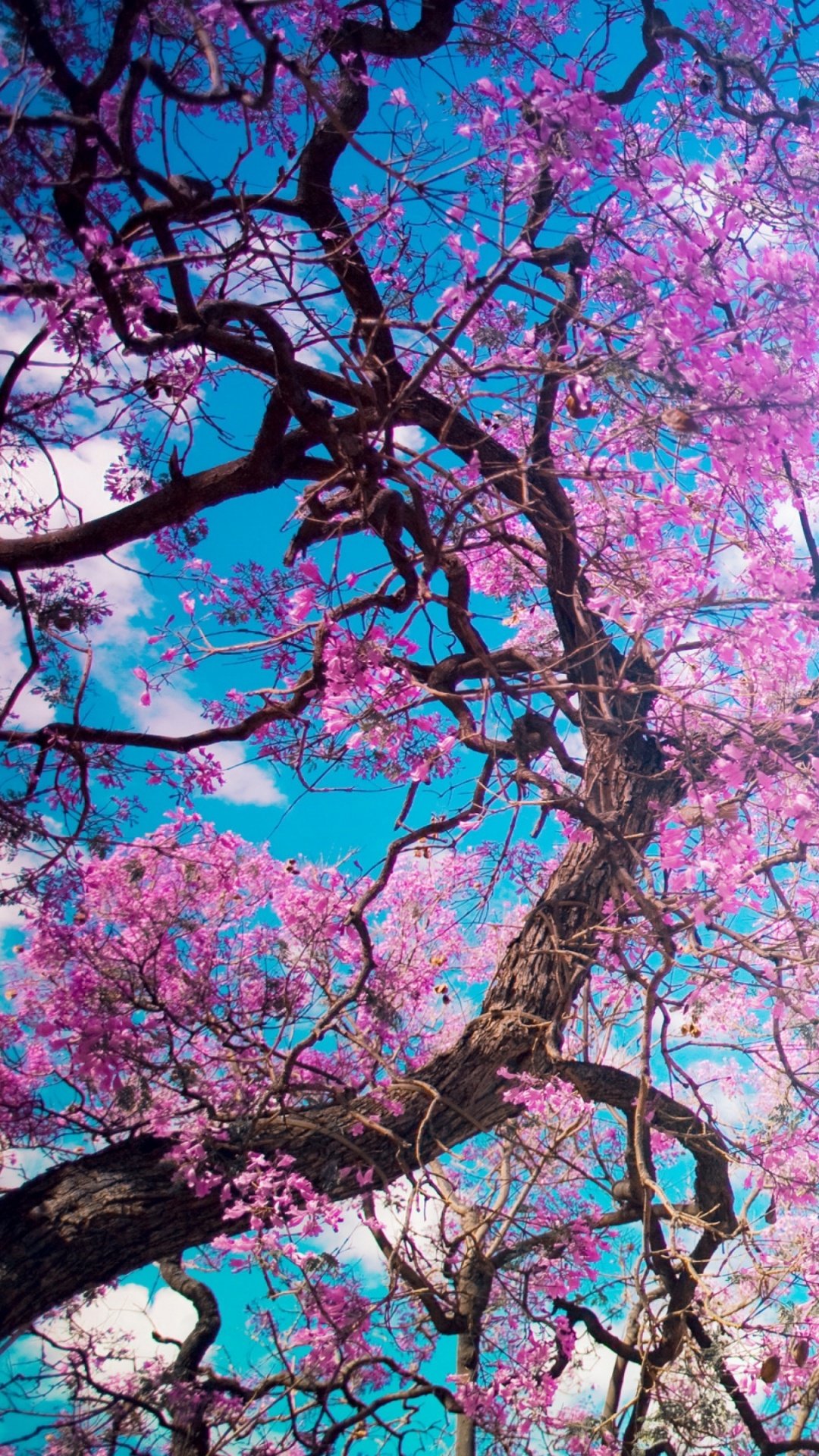 Сакура ранней весной