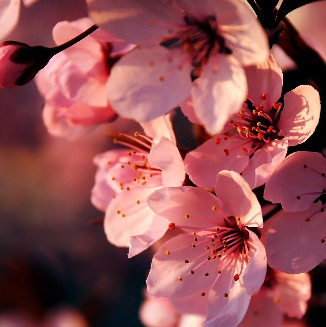 Эстетика прекрасного