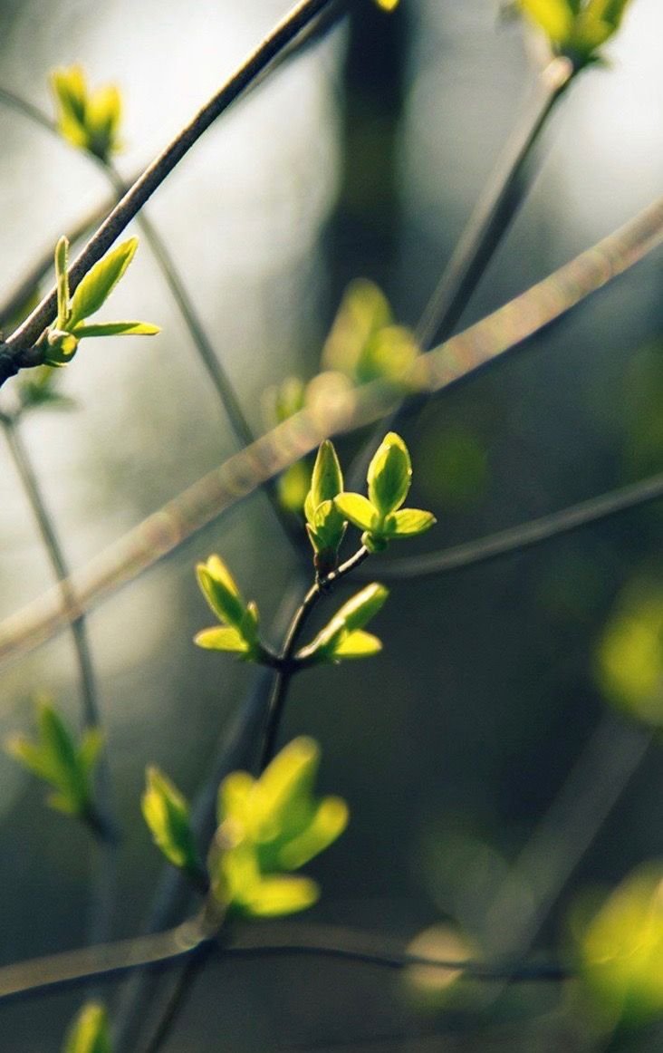 Весна Эстетика