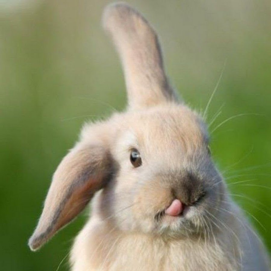 С днём рождения Зайка