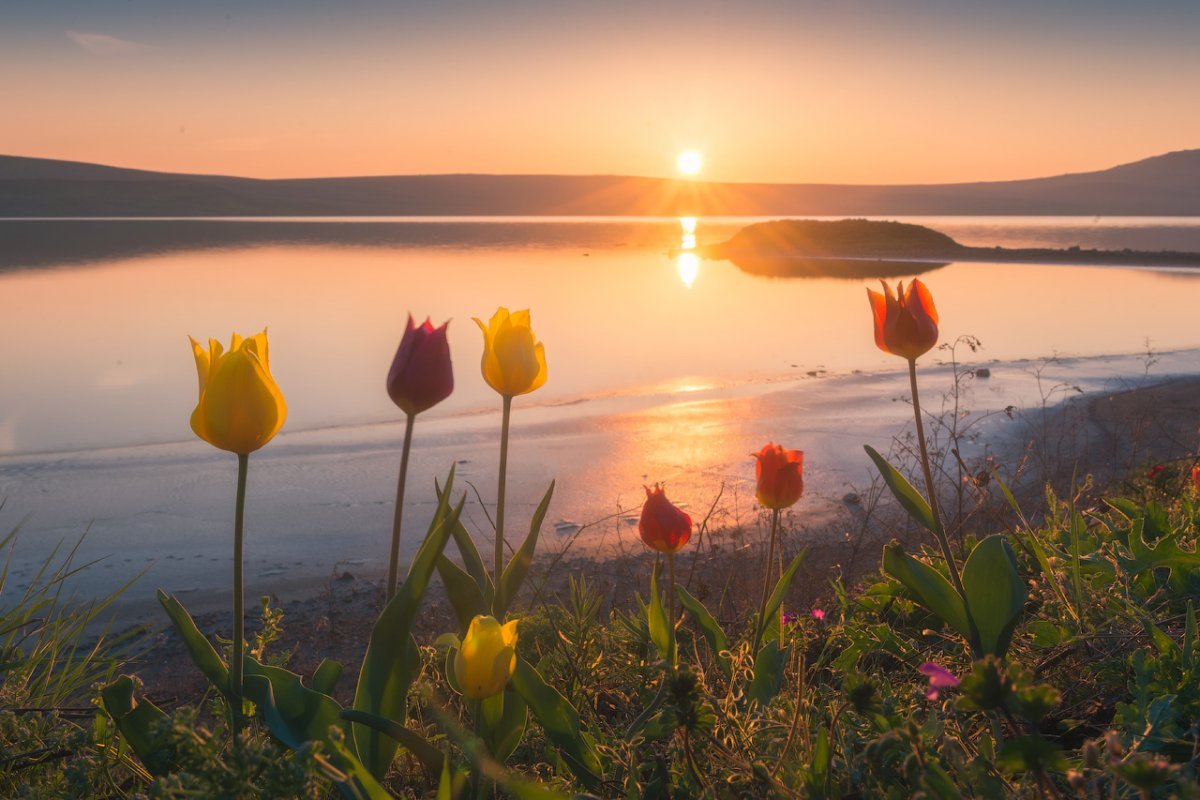 Вереск Швейцария