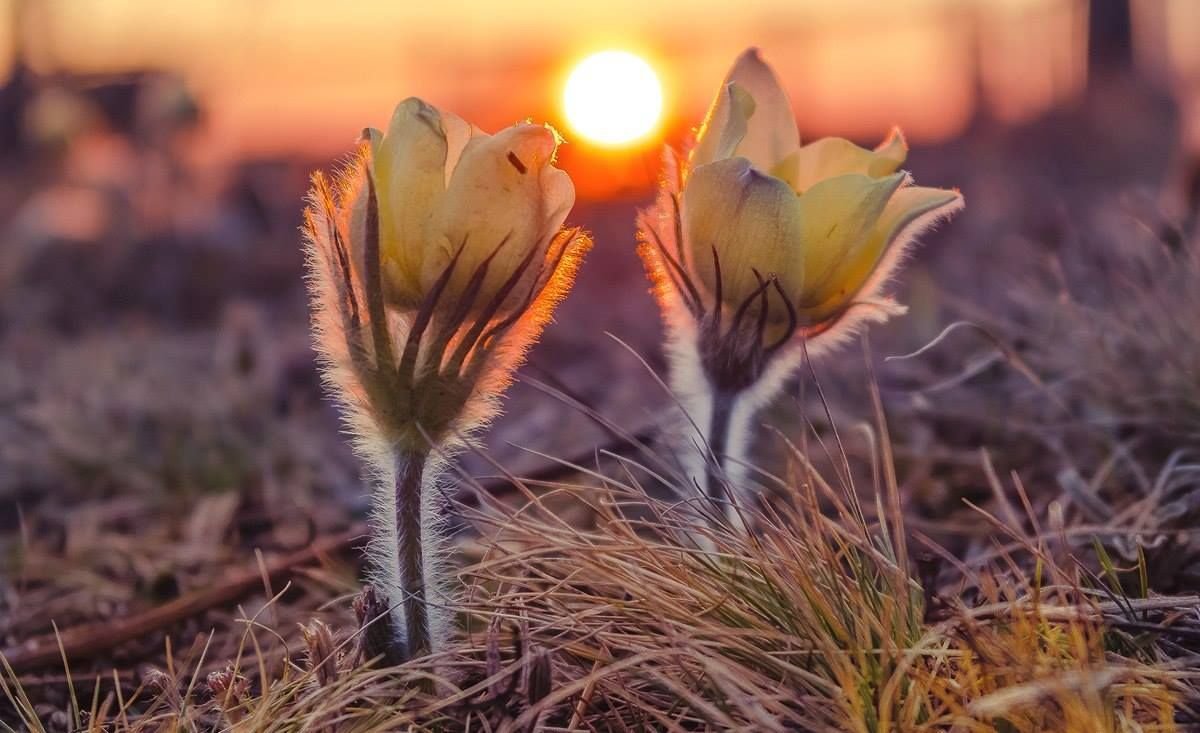 Одуванчик на рассвете