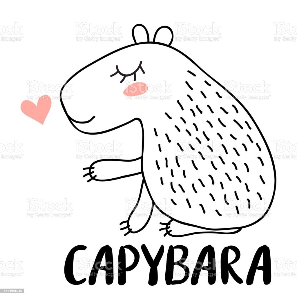 Капибара сидит на белом фоне