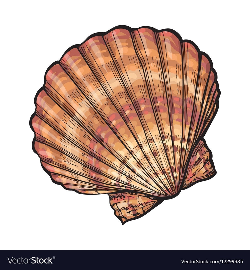 Ракушка для детей