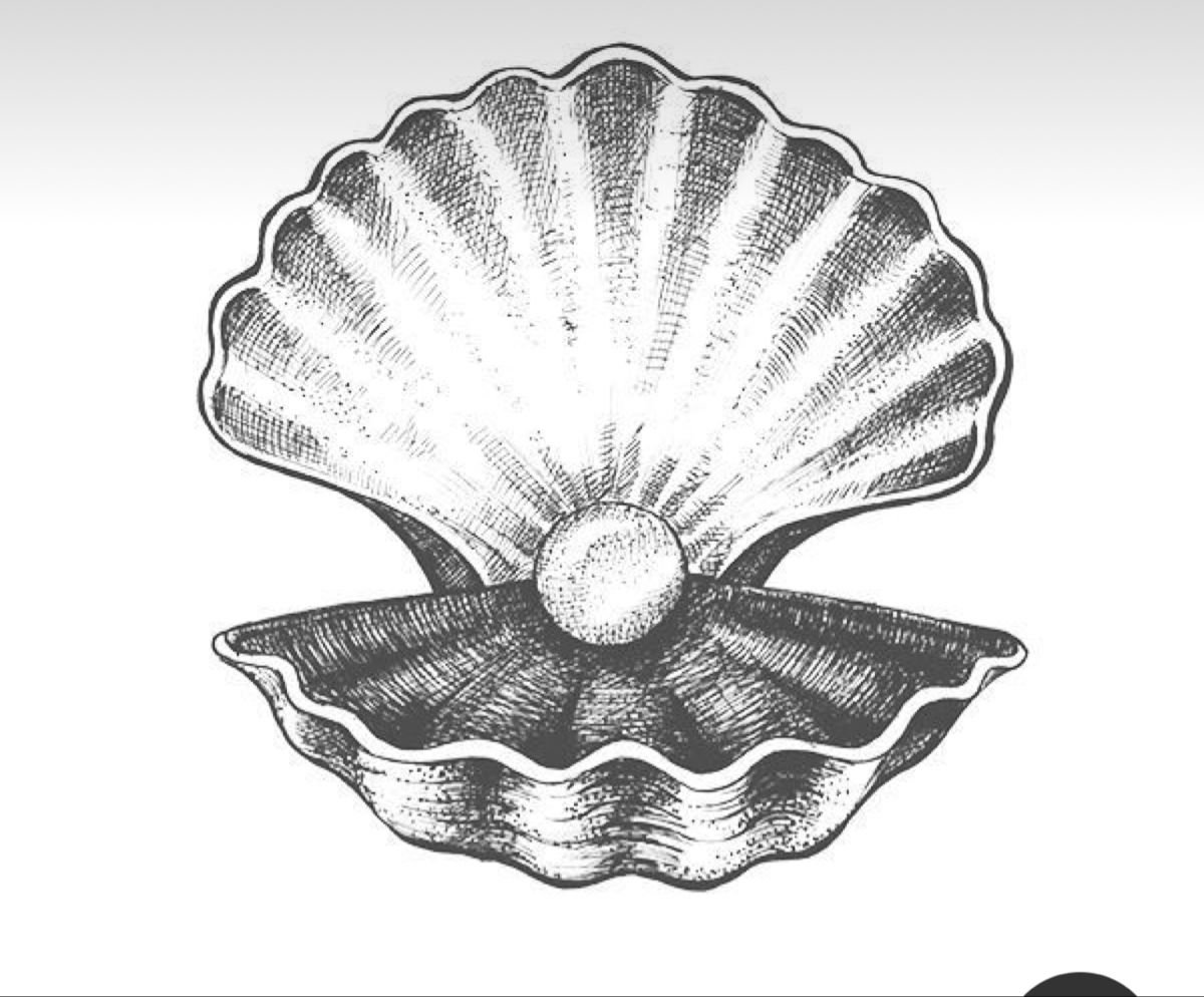 Pecten jacobaeus моллюск